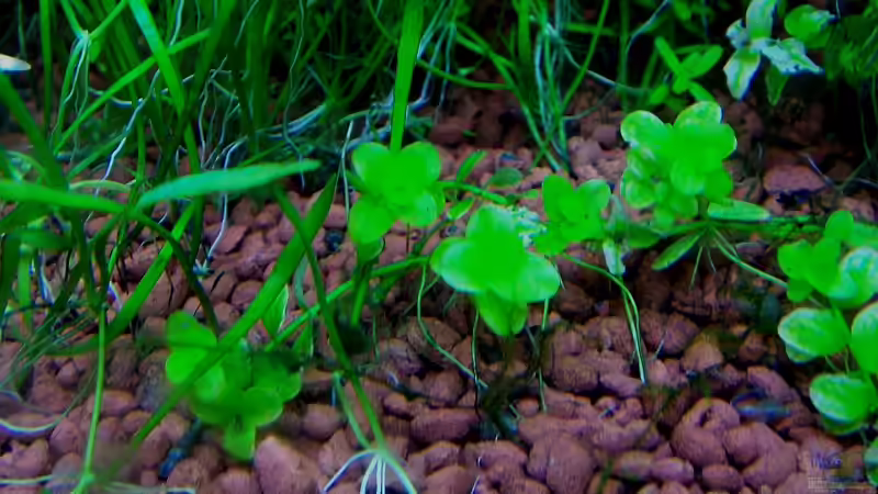 Pflanzen im Aquarium Becken 7591 von J.Liebold (3)