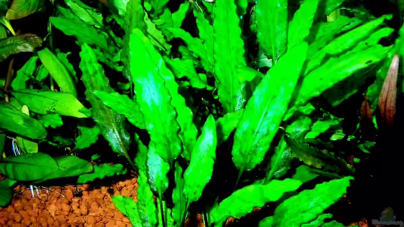 Pflanzen im Aquarium Becken 7591 von J.Liebold (4)