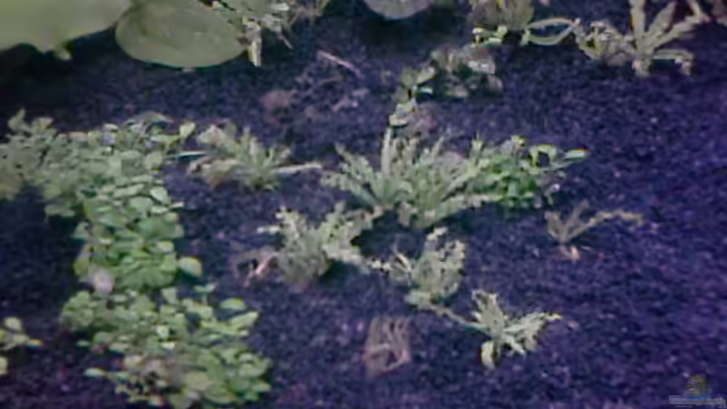 Pflanzen im Aquarium Becken 7671 von Jessy L. (5)