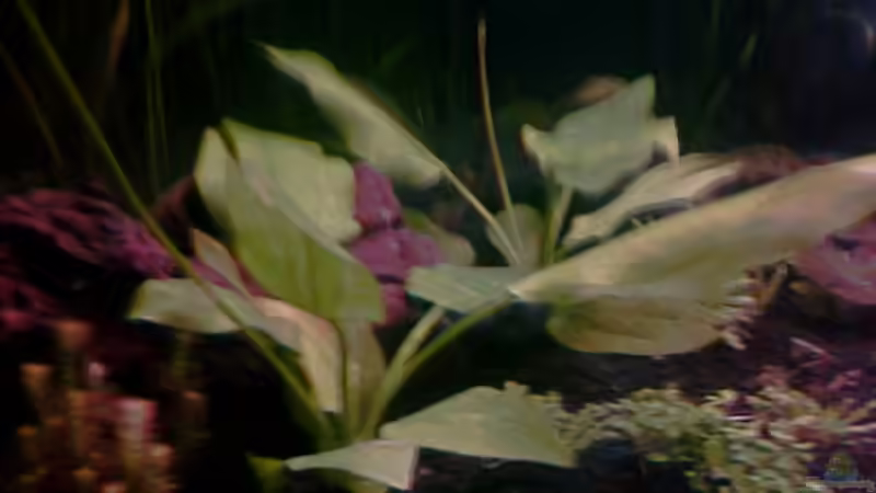 Pflanzen im Aquarium Becken 7671 von Jessy L. (7)