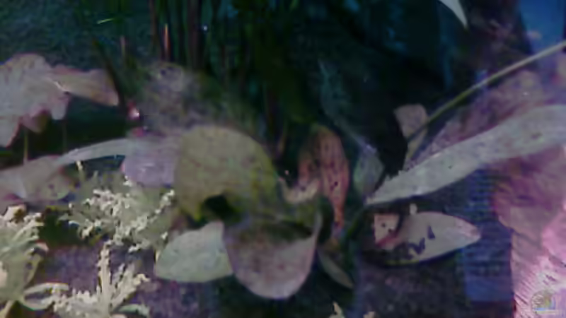 Pflanzen im Aquarium Becken 7671 von Jessy L. (8)