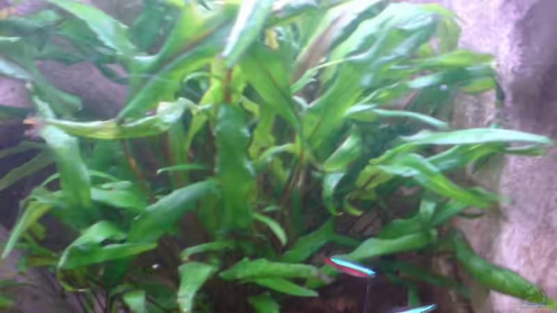 Pflanzen im Aquarium Becken 7685 von Thorsten Hoch (7)