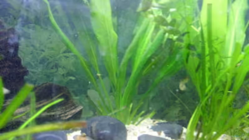 Pflanzen im Aquarium Becken 7687 von pinkpanther63 (2)