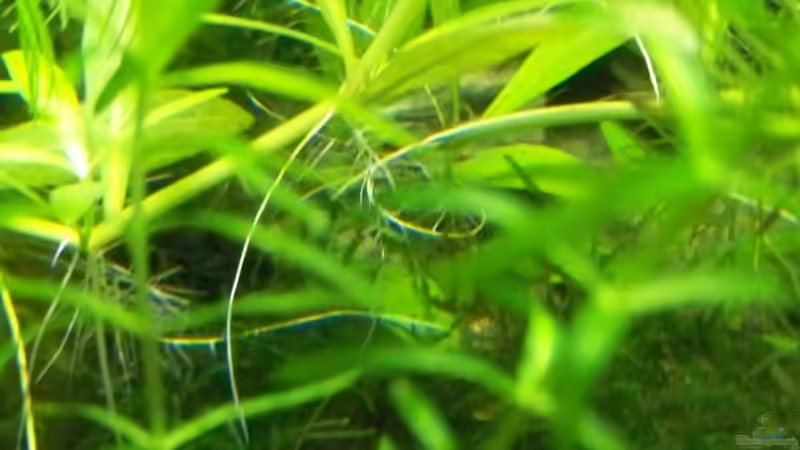 Pflanzen im Aquarium Becken 7720 von Inz (10)