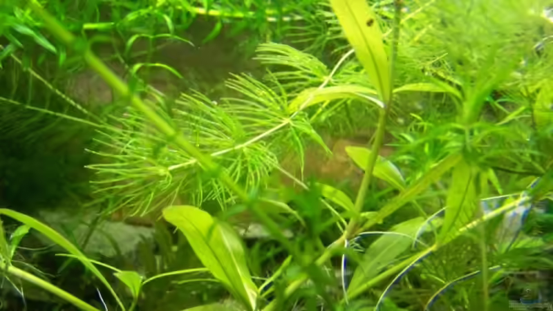 Pflanzen im Aquarium Becken 7720 von Inz (7)