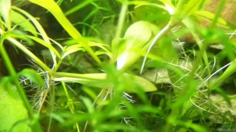 Pflanzen im Aquarium Becken 7720 von Inz (8)