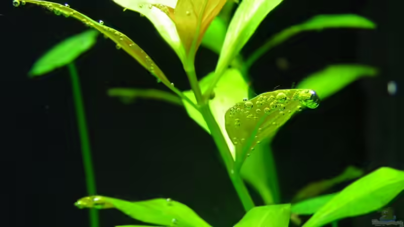 Pflanzen im Aquarium Becken 7763 von redcherry (6)