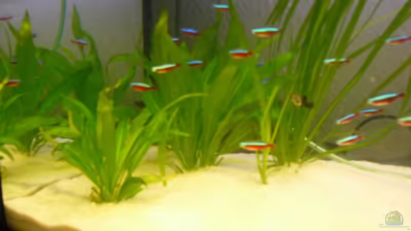 Pflanzen im Aquarium Becken 7767 von K.one.S (4)