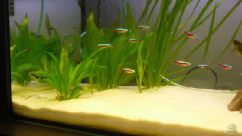 Pflanzen im Aquarium Becken 7767 von K.one.S (6)