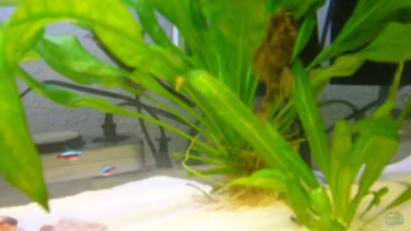 Pflanzen im Aquarium Becken 7767 von K.one.S (7)