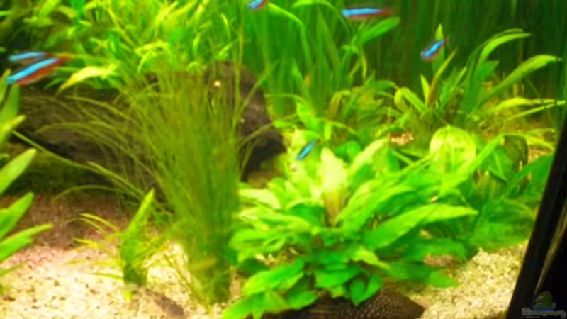 Pflanzen im Aquarium Becken 7771 von Thoschi (3)
