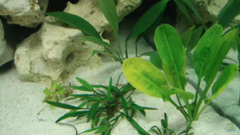 Pflanzen im Aquarium Becken 7792 von Baysal (3)