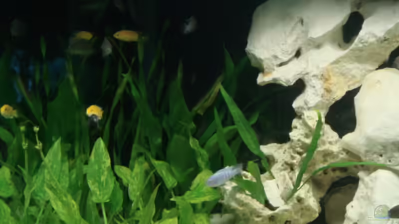 Pflanzen im Aquarium Becken 7792 von Baysal (4)