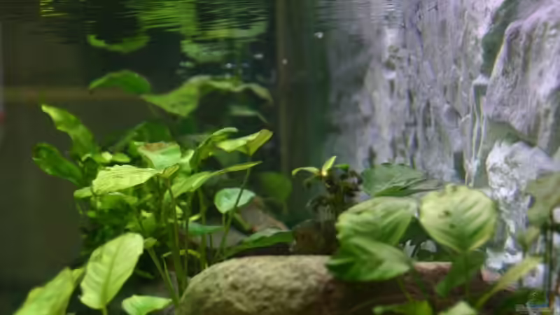 Pflanzen im Aquarium Becken 7813 von Sleeper1981 (5)