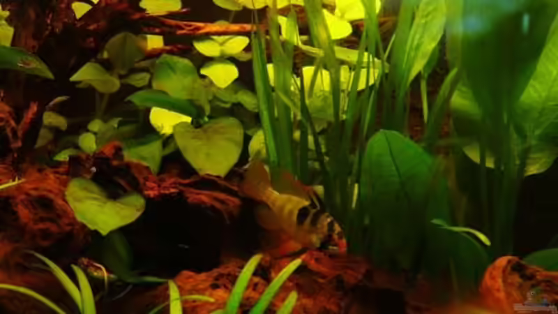 Pflanzen im Aquarium Becken 7814 von Irina Rink (7)