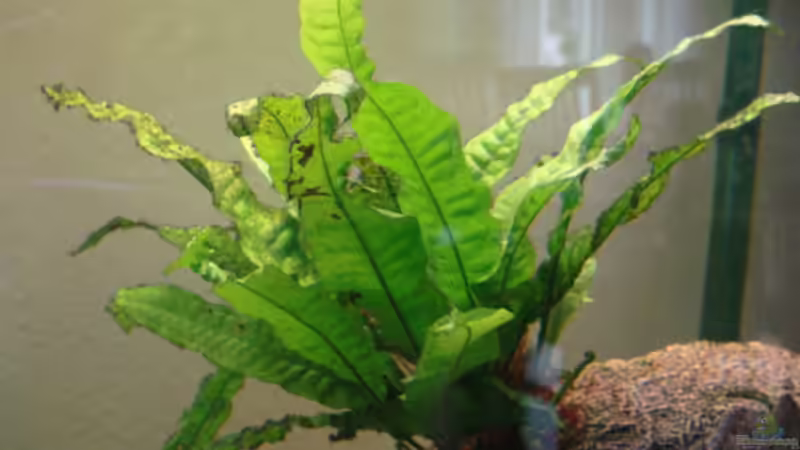 Pflanzen im Aquarium Becken 7911 von Wolfgang Härth (3)