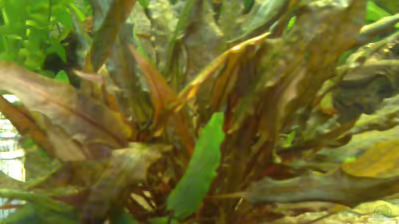 Pflanzen im Aquarium Becken 7942 von Manuel Böddecker (5)