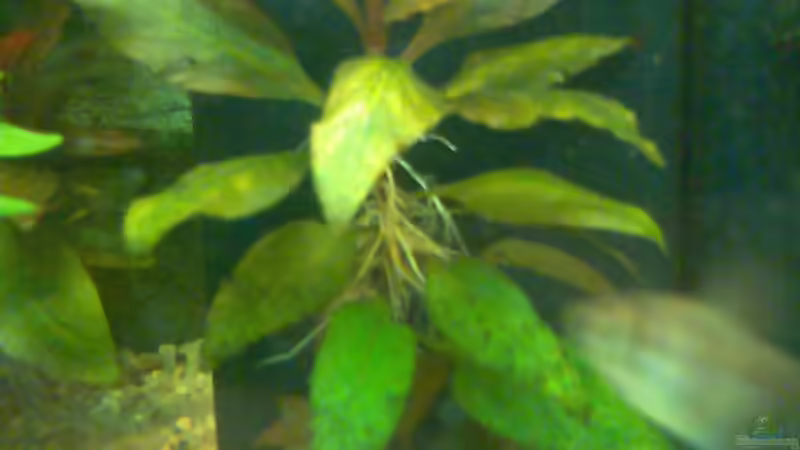 Pflanzen im Aquarium Becken 7942 von Manuel Böddecker (6)