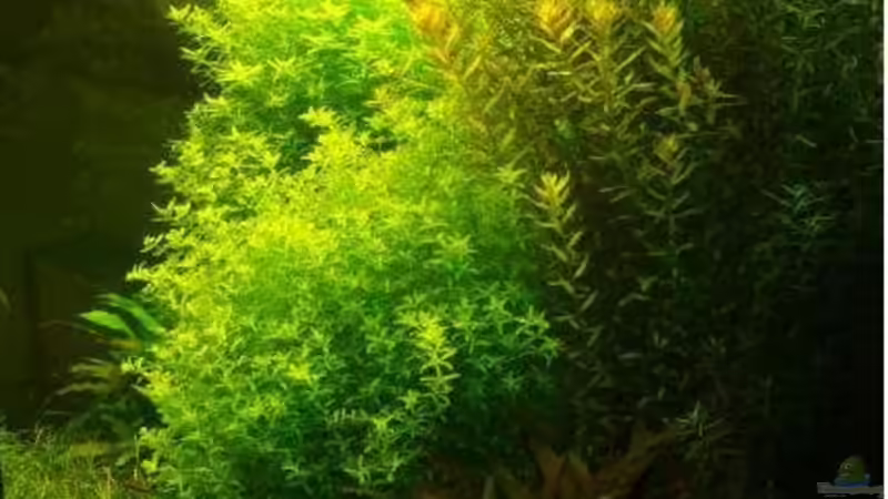 Pflanzen im Aquarium Becken 7947 von DPGCidol (18)