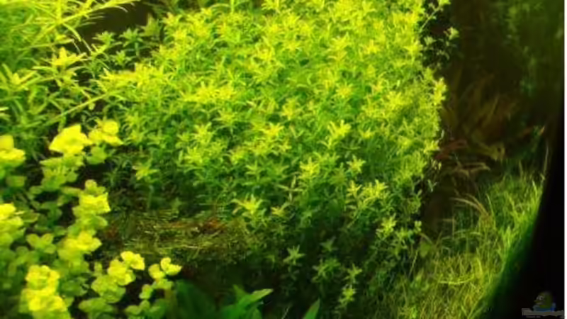 Pflanzen im Aquarium Becken 7947 von DPGCidol (20)