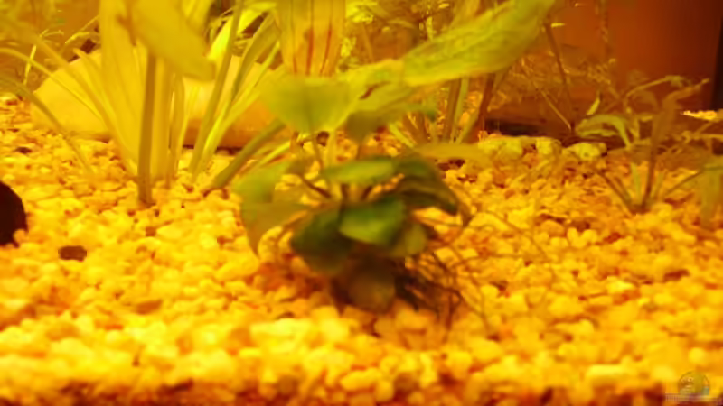 Pflanzen im Aquarium Becken 7950 von leip1 (11)