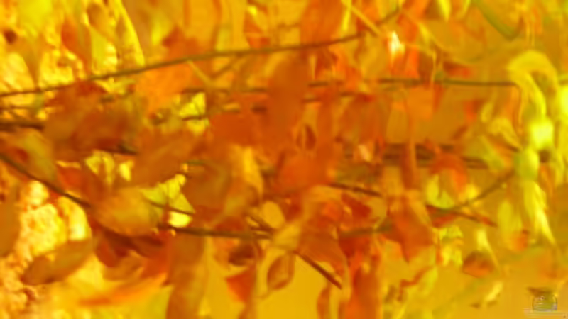 Pflanzen im Aquarium Becken 7950 von leip1 (13)