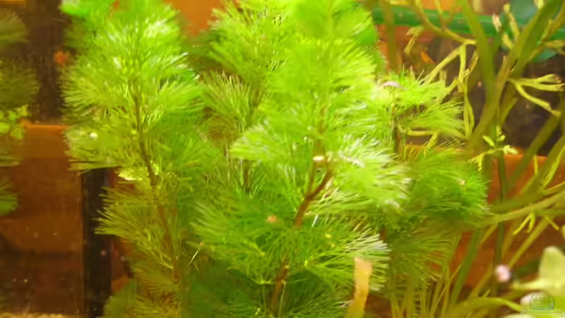 Pflanzen im Aquarium Becken 7950 von leip1 (14)