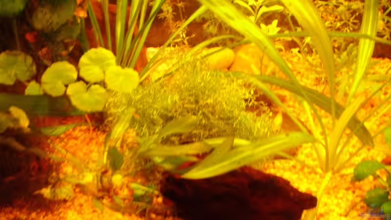Pflanzen im Aquarium Becken 7950 von leip1 (15)