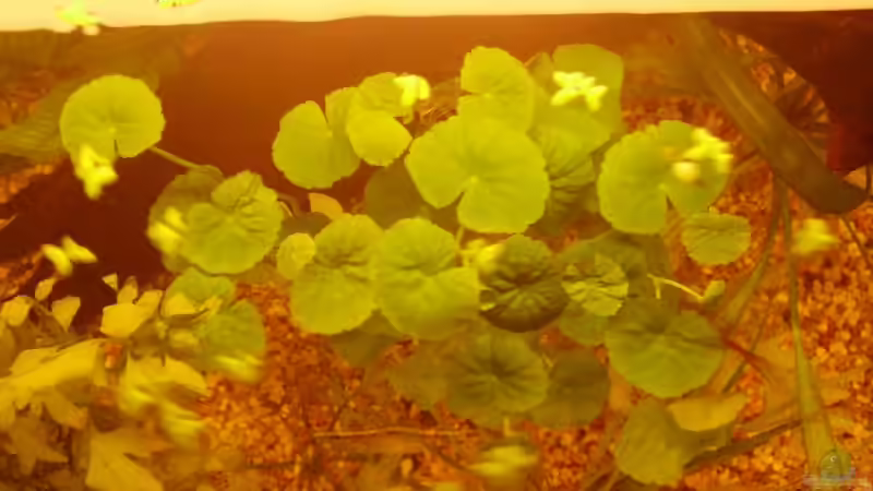 Pflanzen im Aquarium Becken 7950 von leip1 (9)