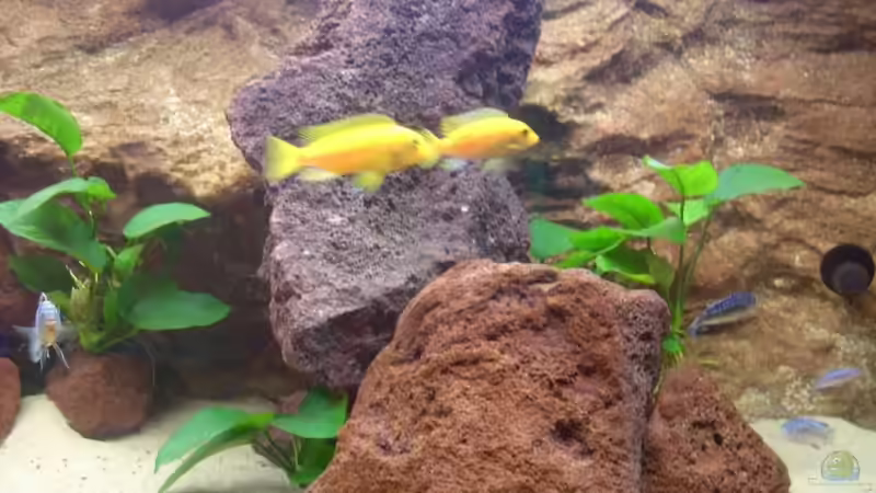 Pflanzen im Aquarium Becken 7970 von Toni Wagner (6)