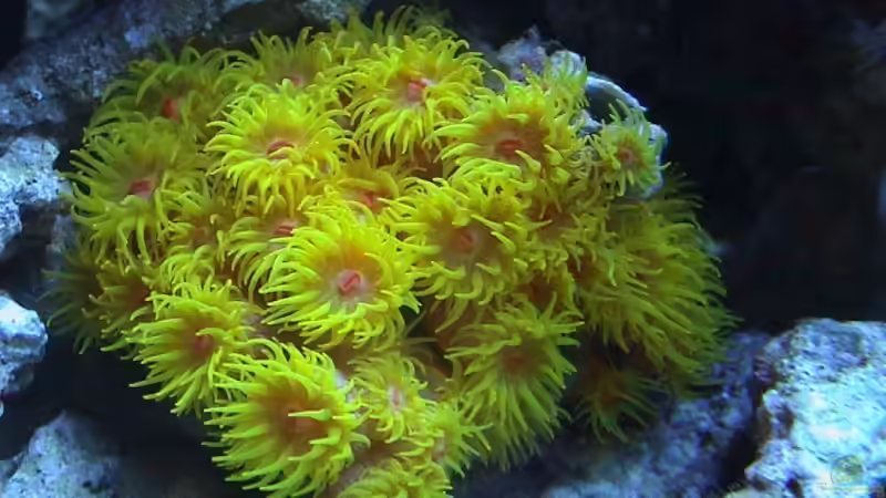 Pflanzen im Aquarium Becken 8006 von Michael Tusch (2)