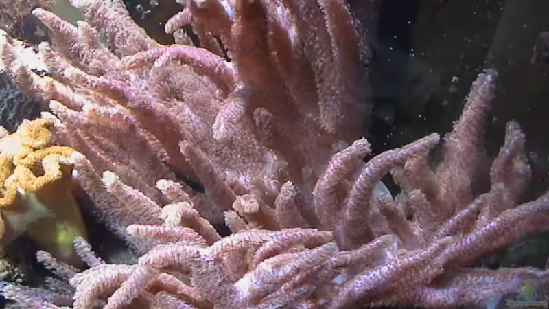 Pflanzen im Aquarium Becken 8006 von Michael Tusch (3)