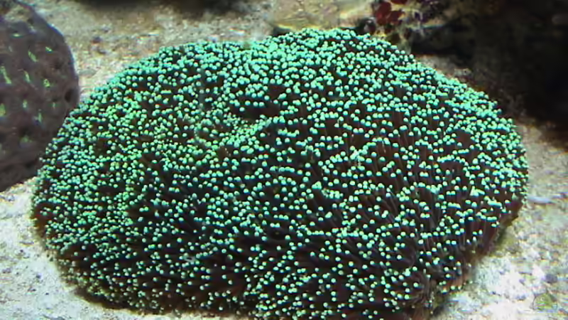 Pflanzen im Aquarium Becken 8006 von Michael Tusch (4)