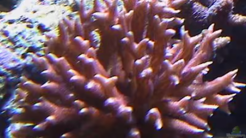 Pflanzen im Aquarium Becken 8006 von Michael Tusch (5)