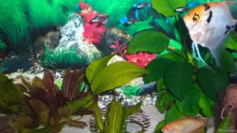 Pflanzen im Aquarium Becken 8011 von Ungerchen (3)