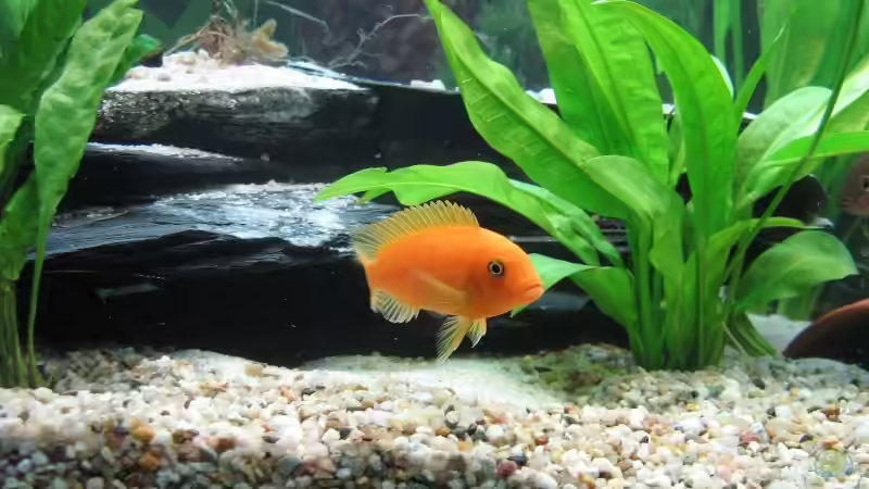 Pflanzen im Aquarium Becken 8015 von mona (4)