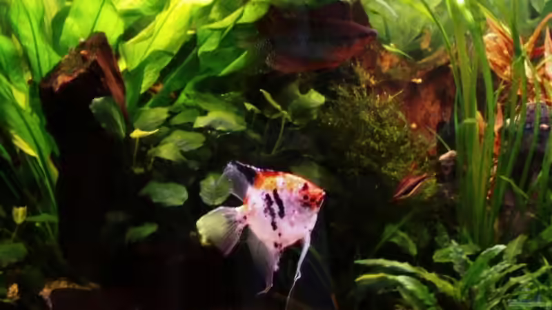 Pflanzen im Aquarium Becken 8066 von Sebastian Becker (10)