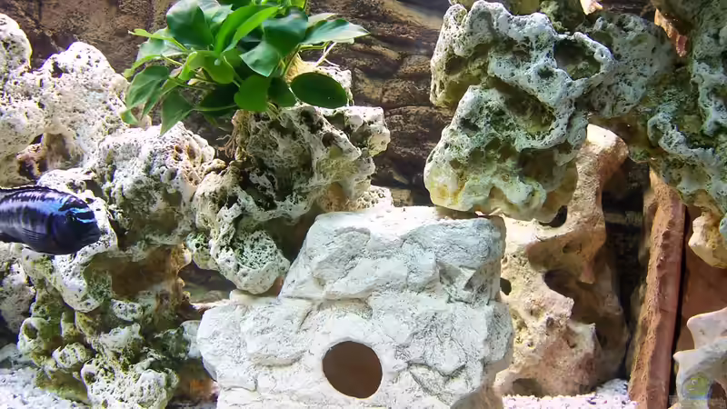 Pflanzen im Aquarium Becken 8076 von Stefan Schulz (19)