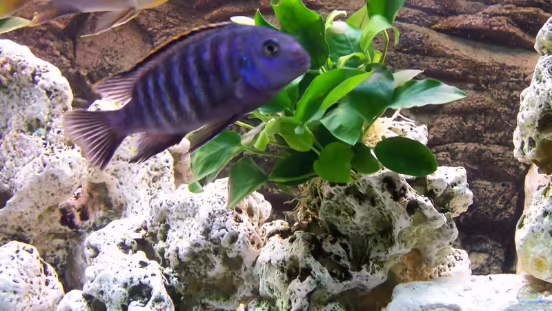 Pflanzen im Aquarium Becken 8076 von Stefan Schulz (20)