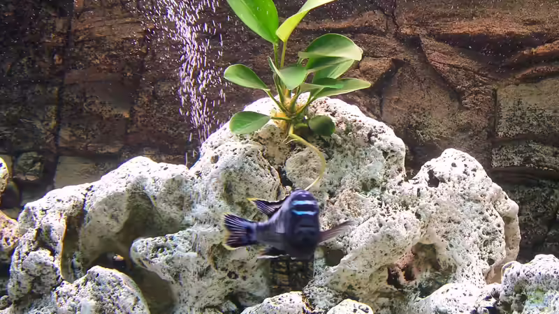 Pflanzen im Aquarium Becken 8076 von Stefan Schulz (21)