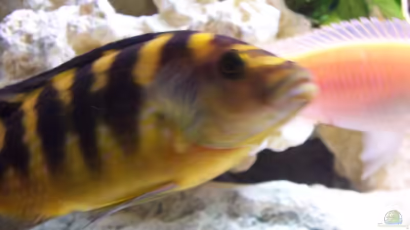 Pflanzen im Aquarium Becken 8076 von Stefan Schulz (23)