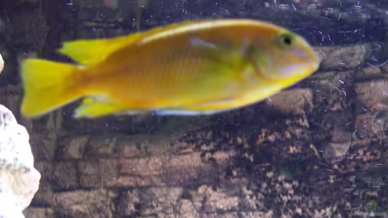 Pflanzen im Aquarium Becken 8076 von Stefan Schulz (24)