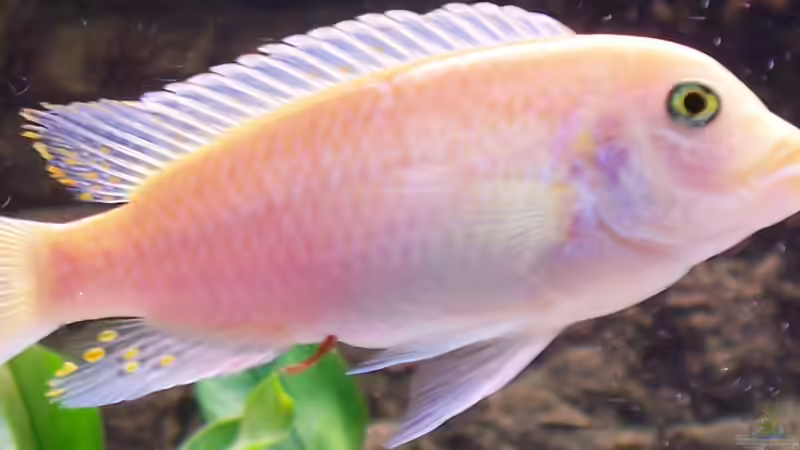 Pflanzen im Aquarium Becken 8076 von Stefan Schulz (25)