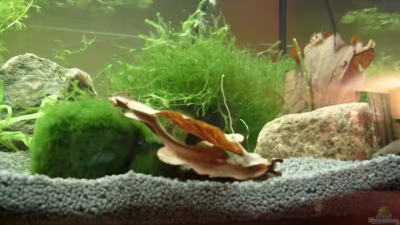 Pflanzen im Aquarium Becken 8079 von Jacy (6)