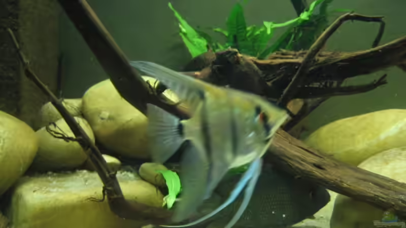 Pflanzen im Aquarium Becken 8093 von Christian Dühr (3)