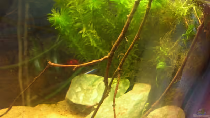 Pflanzen im Aquarium Becken 8136 von Kai (3)