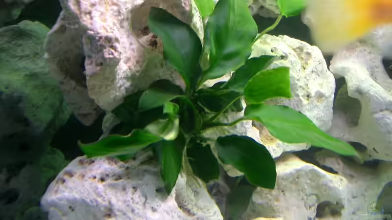 Pflanzen im Aquarium Becken 815 von Christoph Jacke (2)