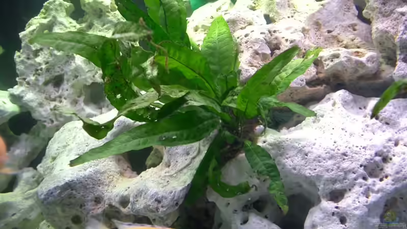 Pflanzen im Aquarium Becken 815 von Christoph Jacke (3)