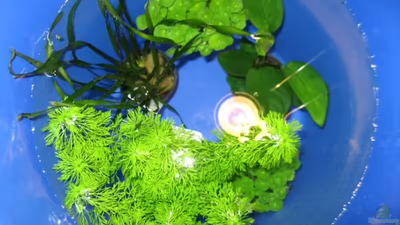 Pflanzen im Aquarium Becken 8168 von osiris (2)