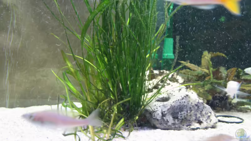 Pflanzen im Aquarium Becken 819 von Marco Schwabe (3)